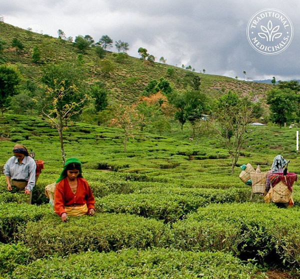 Traditional Medicinals 有機,無咖啡因,薰衣草洋甘菊花茶 (舒緩神經,緩解緊張) (16包獨立裝)