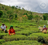 Traditional Medicinals 有機,無咖啡因,薰衣草洋甘菊花茶 (舒緩神經,緩解緊張) (16獨立包裝)